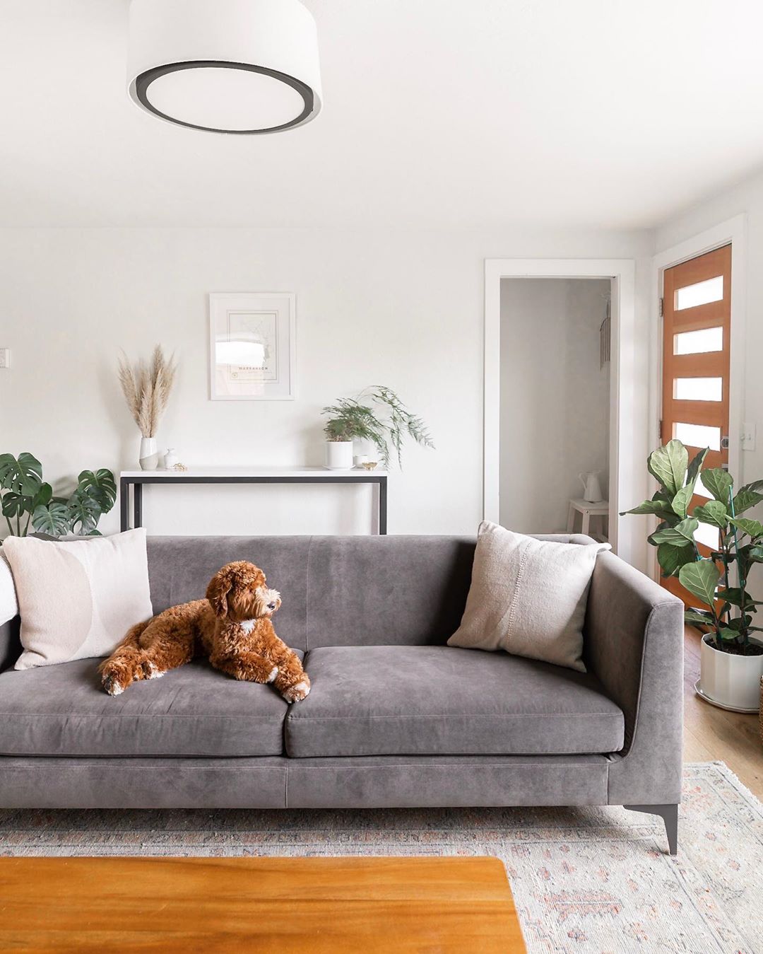 Sala minimalista con sofá gris y mascota